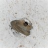 Zilveren ring met ronde edelsteen van 6mm